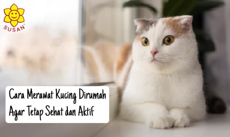 Cara Merawat Kucing Dirumah Agar Tetap Sehat dan Aktif